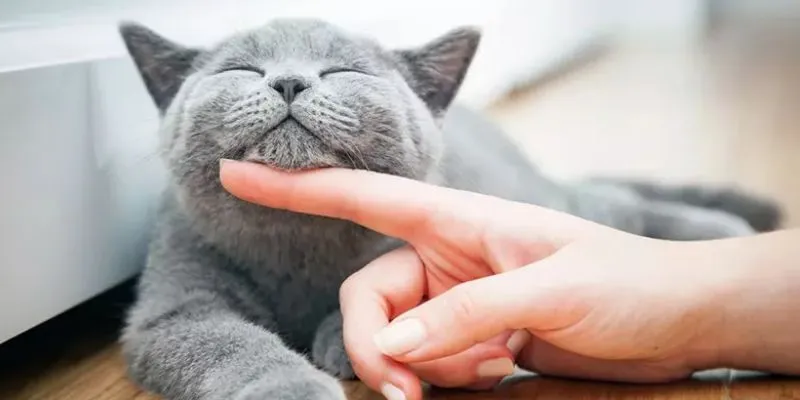 Những điềm báo khi nằm mơ thấy mèo