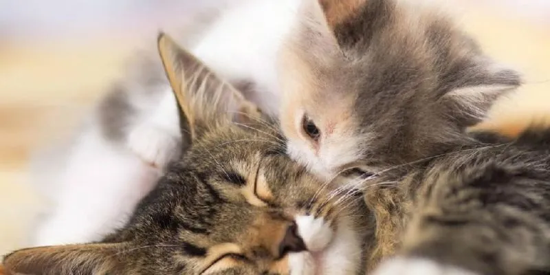 Ý nghĩa khi nằm mơ thấy mèo hoang