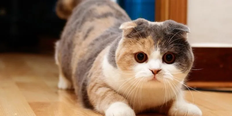 Tổng hợp các con số may mắn khi mơ thấy mèo