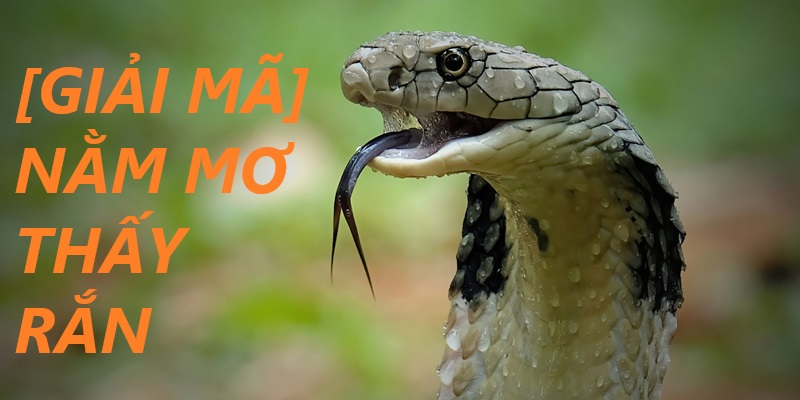 Hướng dẫn tận dụng khi nằm mơ thấy rắn trong cá độ