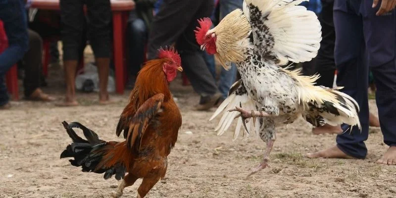 nhung-quy-luat-cua-da-ga-campuchia-truc-tiep