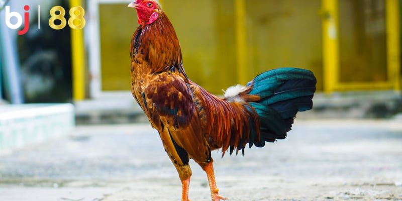 Tại BJ88 có những hình thức cá cược đá gà nào?