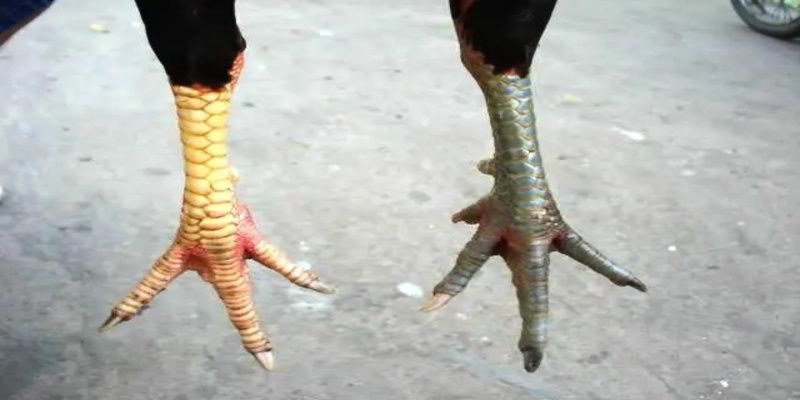 Nền tảng cung cấp nhiều tiện ích