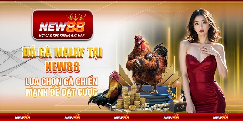 Đá gà Malay tại New88 - Lựa chọn gà chiến mạnh để đặt cược