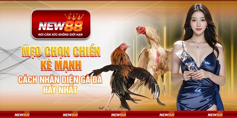 Mẹo chọn chiến kê mạnh - Cách nhận diện gà đá hay nhất