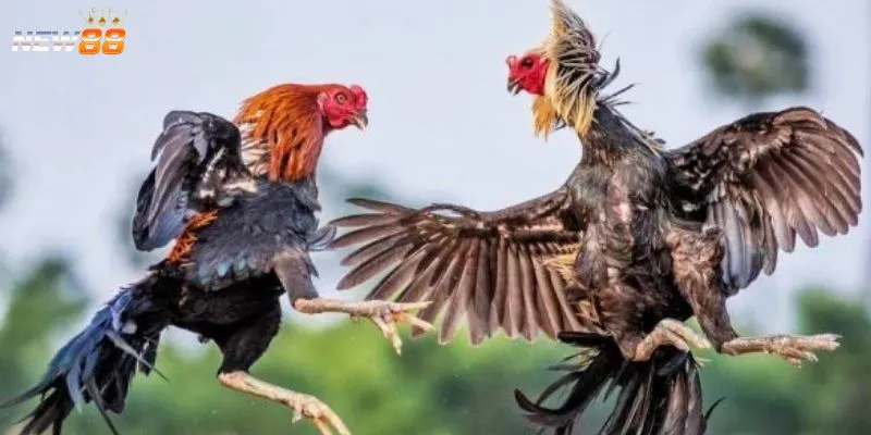 Tổng quan về cá cược đá gà Malay tại New 88