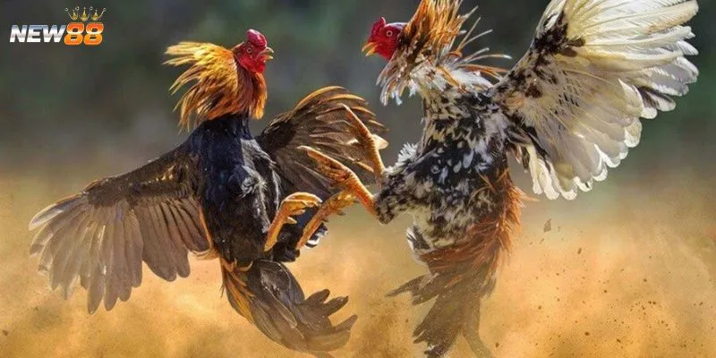 Khám phá các loại hình cá cược đá gà Malay phổ biến