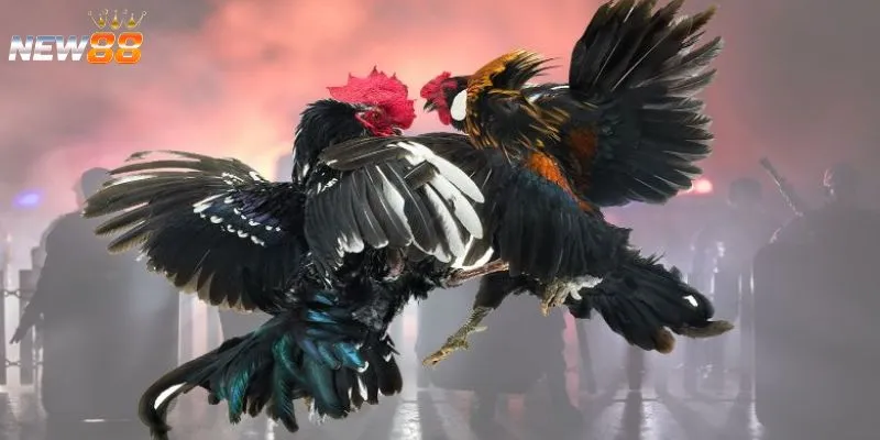 Thủ thuật thông minh khi cá cược đá gà quốc tế