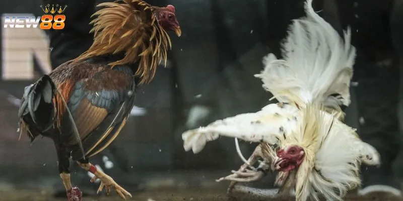 Luật chơi cá cược đá gà quốc tế cơ bản