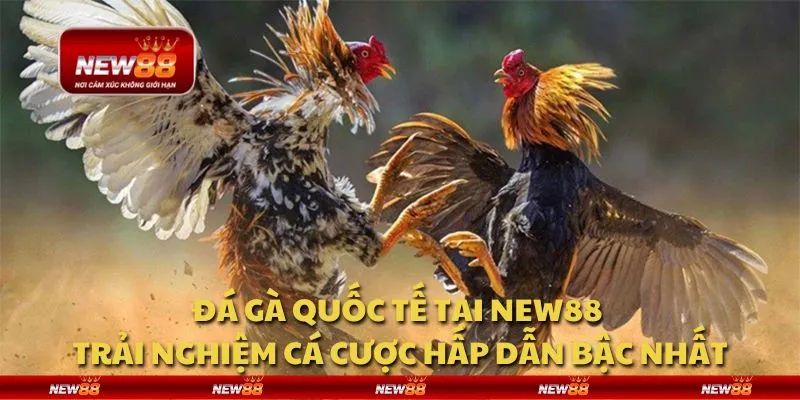 Đá gà quốc tế tại New88 - Trải nghiệm cá cược hấp dẫn bậc nhất