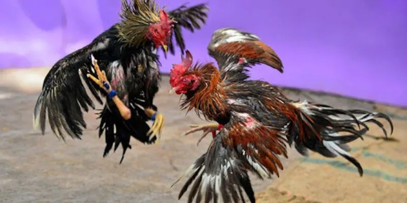 Khám phá điểm nổi bật của một chiến kê mạnh