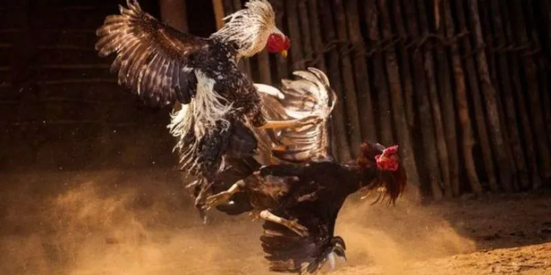 Tìm hiểu mẹo chọn chiến kê mạnh cho newbie