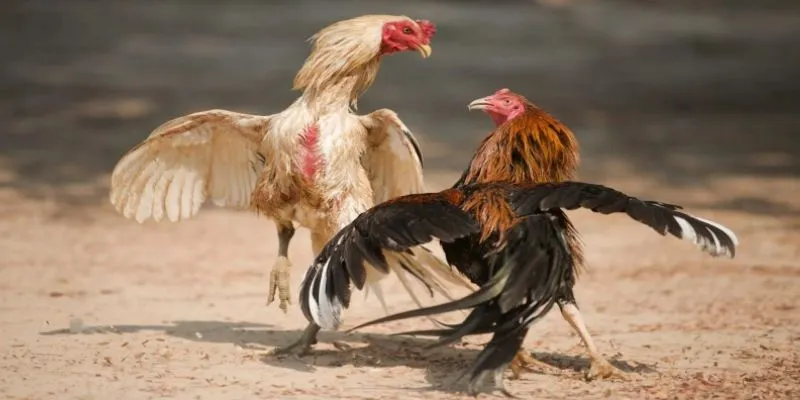 Tổng hợp những sai lầm phổ biến khi chọn chiến kê 