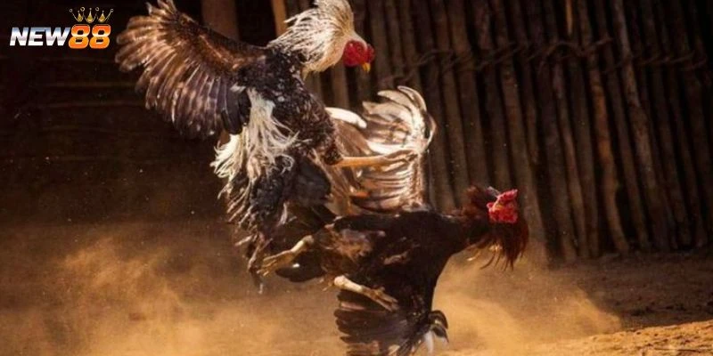 Cách chọn gà đá tối ưu chiến thắng từ cao thủ