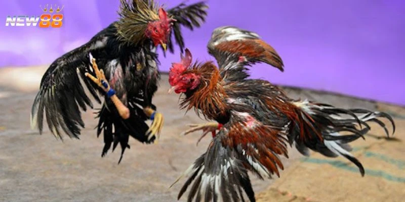 Đặc điểm các giống gà chọi nổi tiếng 