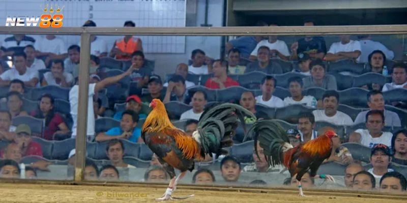 Các yếu tố chọn gà đá cơ bản 