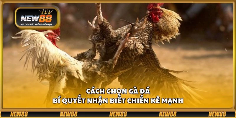 Cách chọn gà đá - Bí quyết nhận biết chiến kê mạnh
