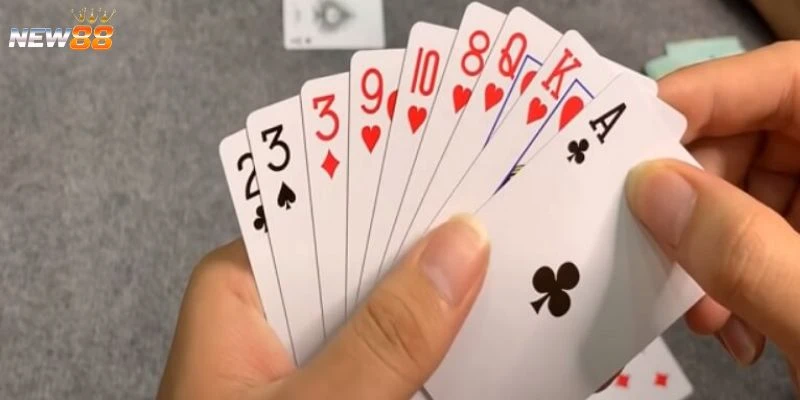 Những lưu ý khi dụ heo đỏ để chặt