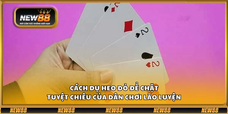 Cách dụ heo đỏ để chặt – Tuyệt chiêu của dân chơi lão luyện